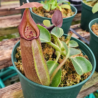 Regal Nepenthes Bundle (N. robcantleyi)