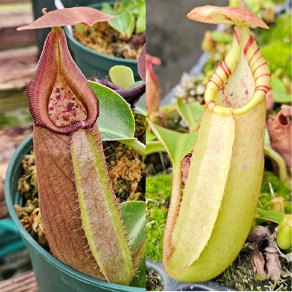 Regal Nepenthes Bundle (N. robcantleyi)