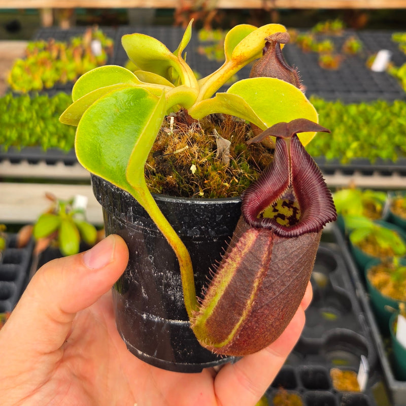 Nepenthes robcantleyi - Seed-grown - N. Regal Rampage