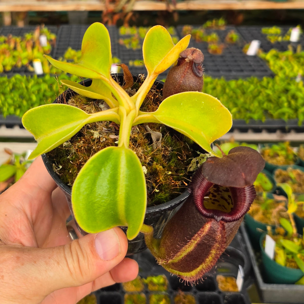 Nepenthes robcantleyi - Seed-grown - N. Regal Rampage