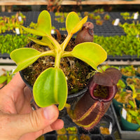 Nepenthes robcantleyi - Seed-grown - N. Regal Rampage