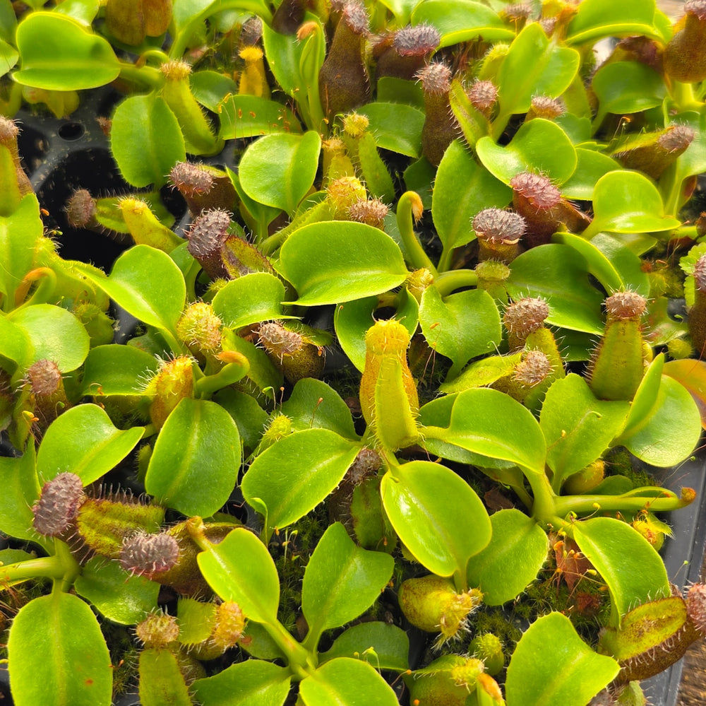 Nepenthes robcantleyi - Seed-grown - N. Regal Rampage