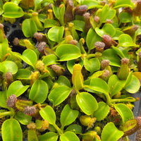 Nepenthes robcantleyi - Seed-grown - N. Regal Rampage