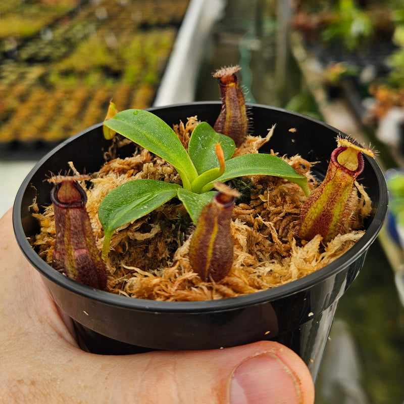 Nepenthes Royal Twilight