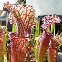 Sarracenia 'Judith Hindle'