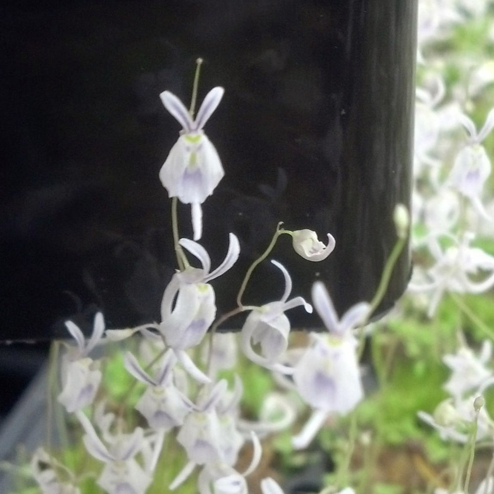 Utricularia sandersonii