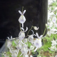 Utricularia sandersonii