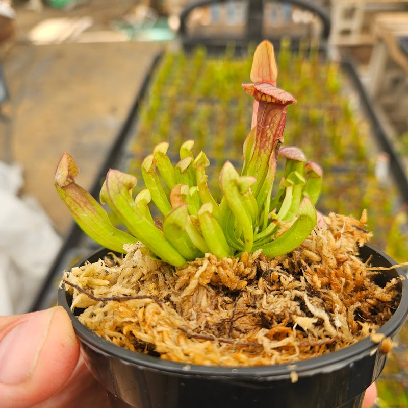 Sarracenia 