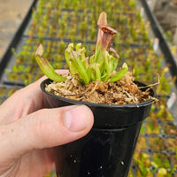 Sarracenia 