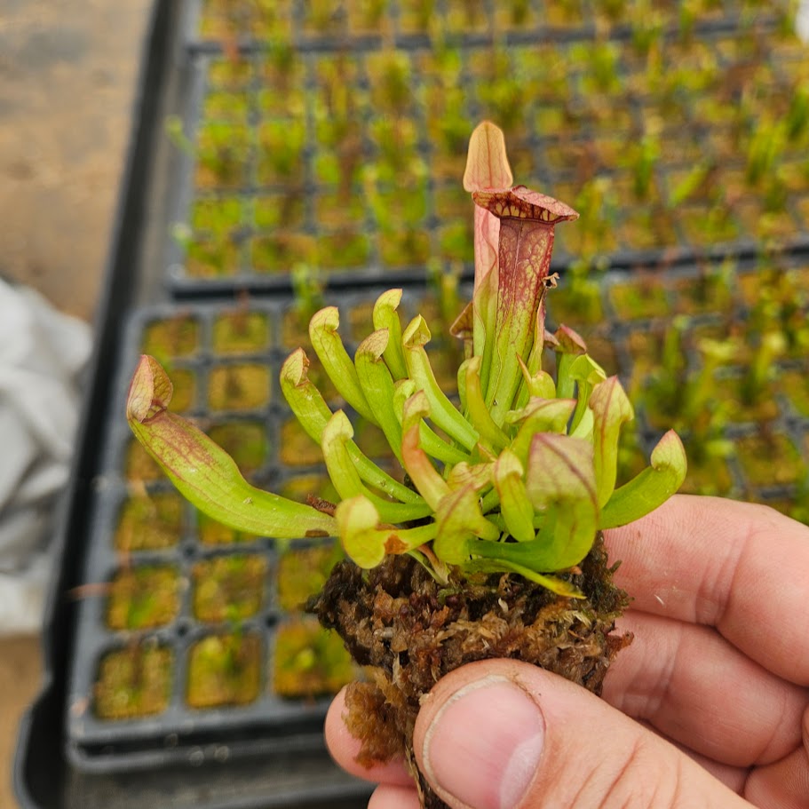 Sarracenia 