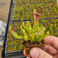 Sarracenia 