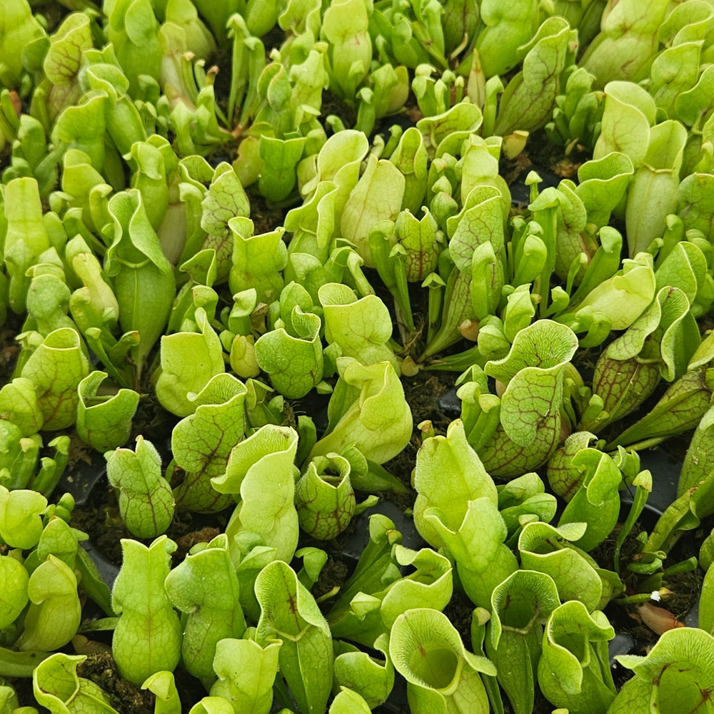 Sarracenia purpurea ssp. venosa