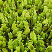 Sarracenia purpurea ssp. venosa