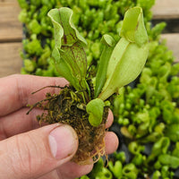 Sarracenia purpurea ssp. venosa