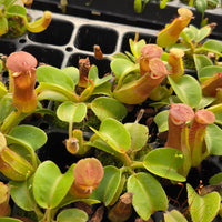 Nepenthes truncata - Seed-grown - Nepenthes Temple of the Tides