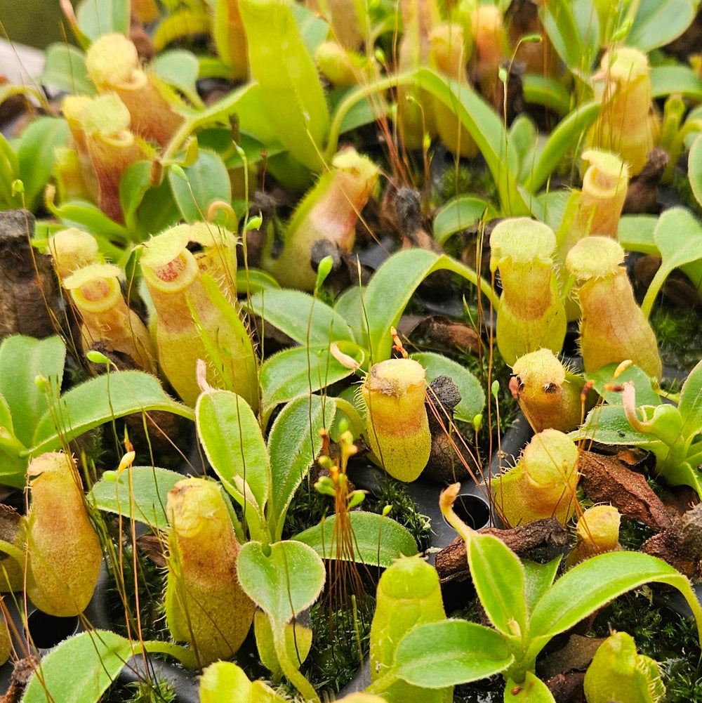 Nepenthes Temple Triumph