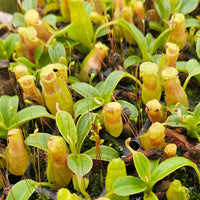 Nepenthes Temple Triumph