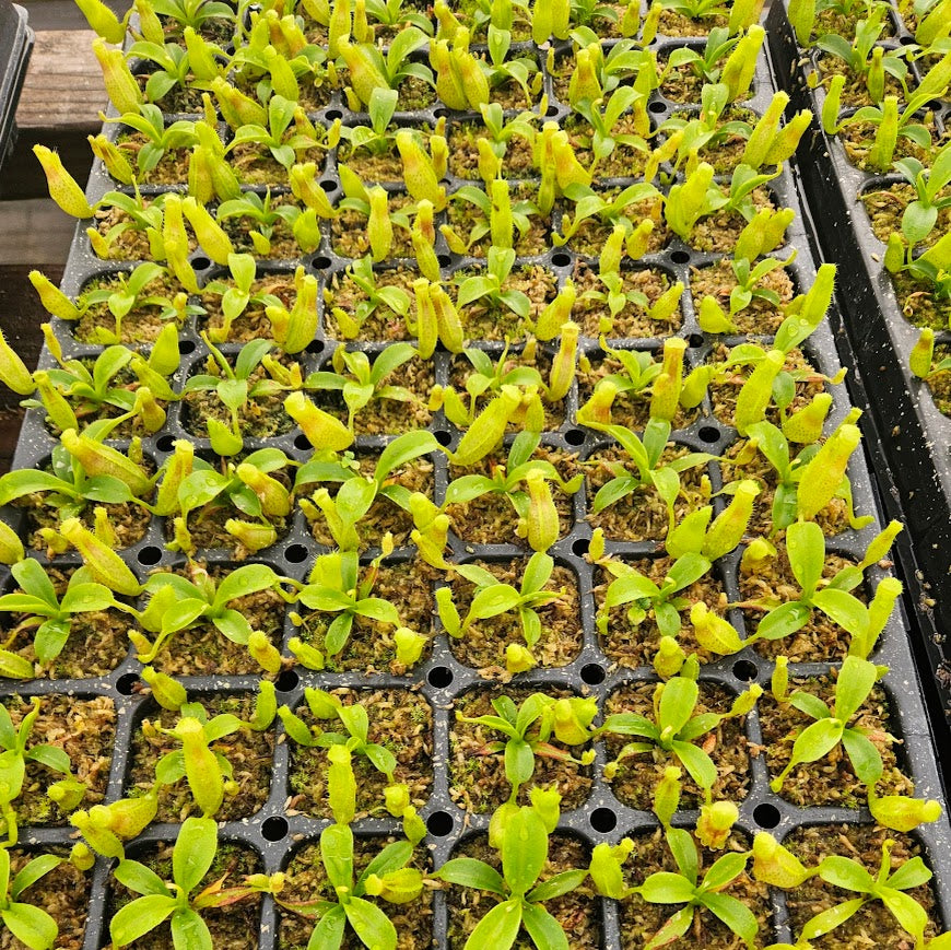 Nepenthes Temple Triumph