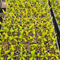 Nepenthes Temple Triumph