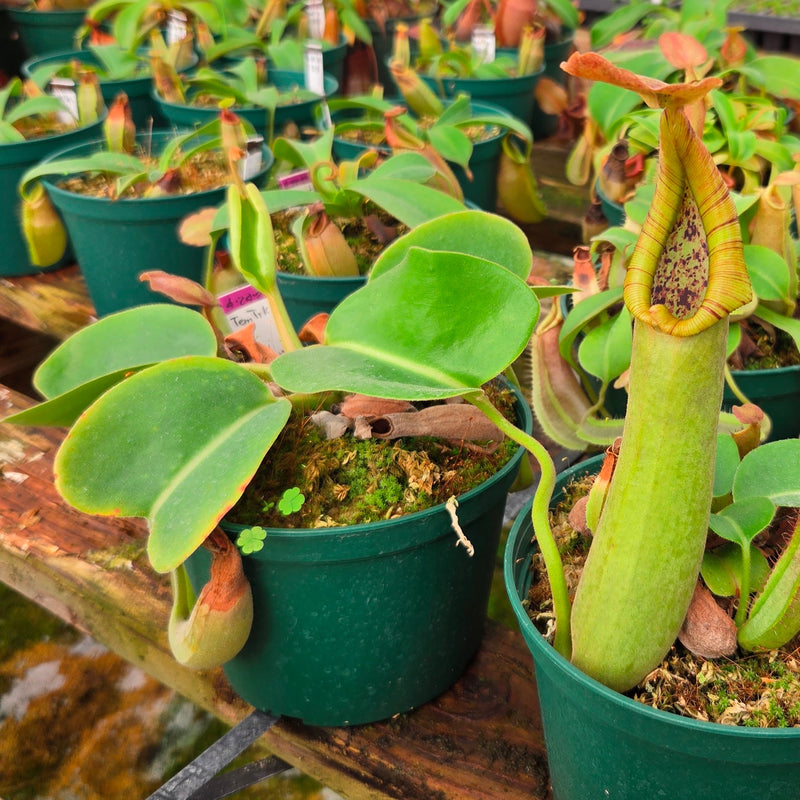Nepenthes truncata - Seed-grown - Nepenthes Temple's Trek