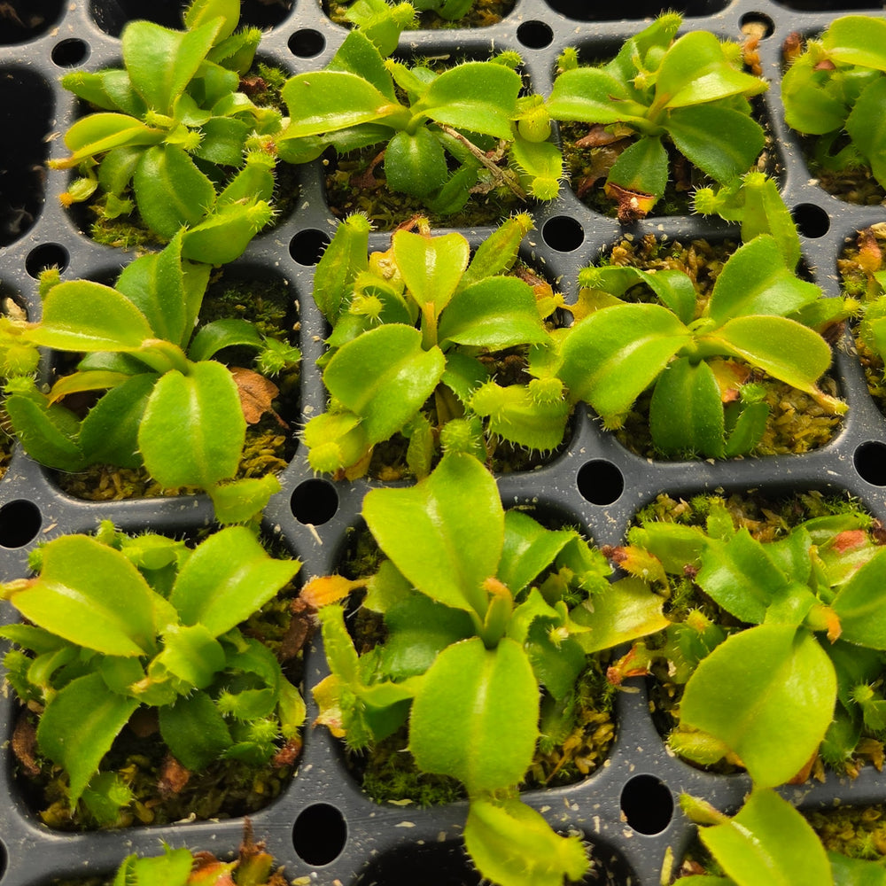 Nepenthes truncata - Seed-grown - Nepenthes Temple's Trek