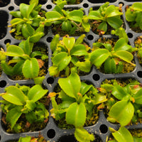 Nepenthes truncata - Seed-grown - Nepenthes Temple's Trek