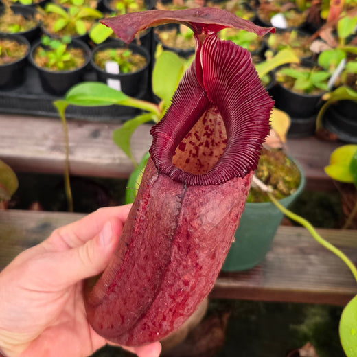 Nepenthes Titan's Strength