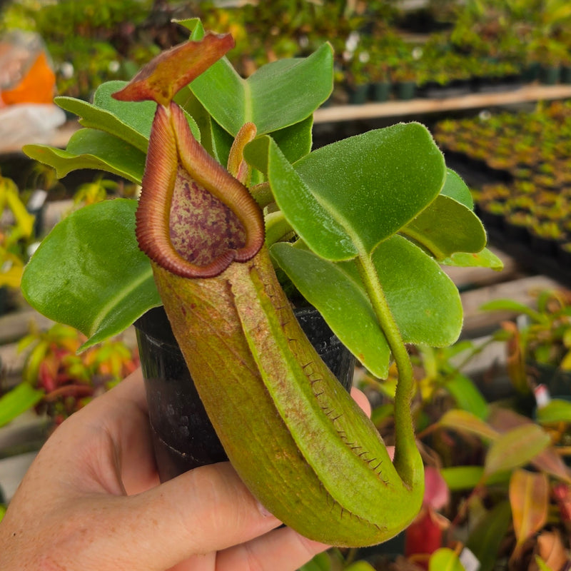 Nepenthes truncata - Seed-grown - Nepenthes Titan's Tower