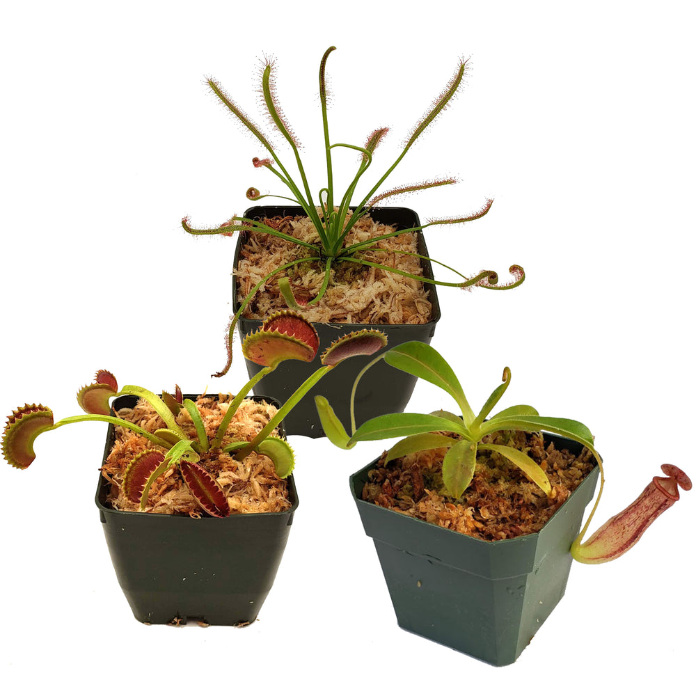 Carnivorous Plant Beginner Collection
