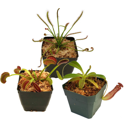 Carnivorous Plant Beginner Collection
