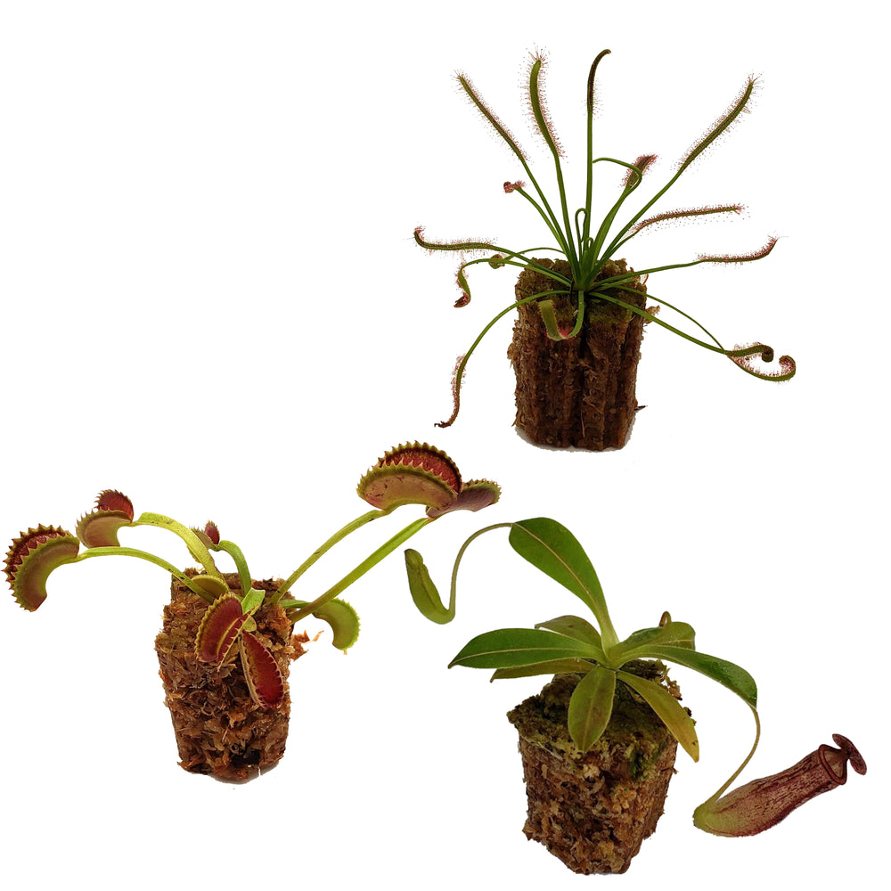 Carnivorous Plant Beginner Collection