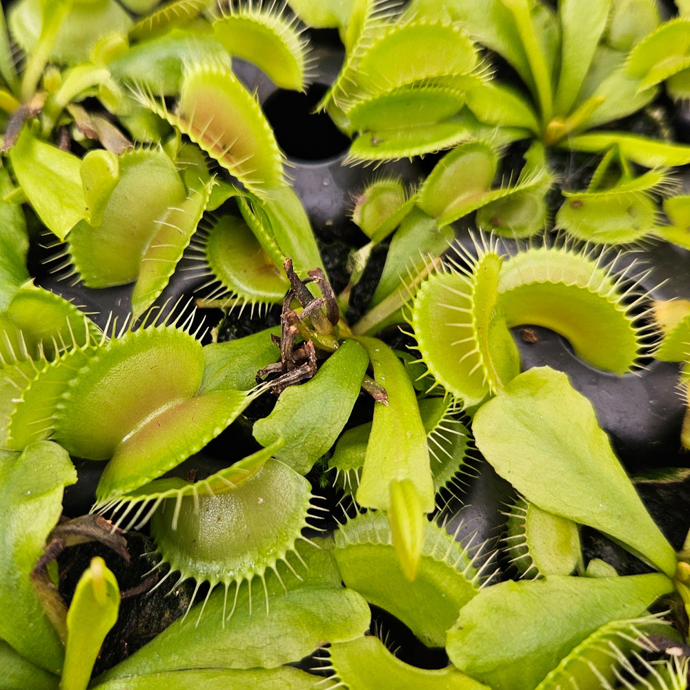 Venus Fly Trap 