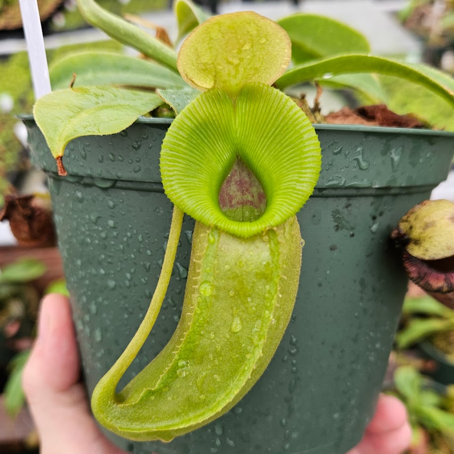 nepenthes pedal Nepenthes Valiant Spirit