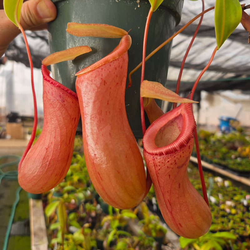 Nepenthes ventricosa 