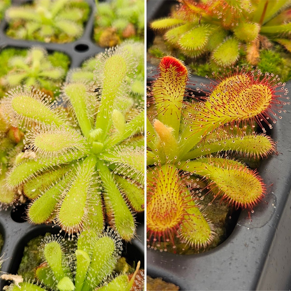 All-Star Sundew Bundle (Drosera)