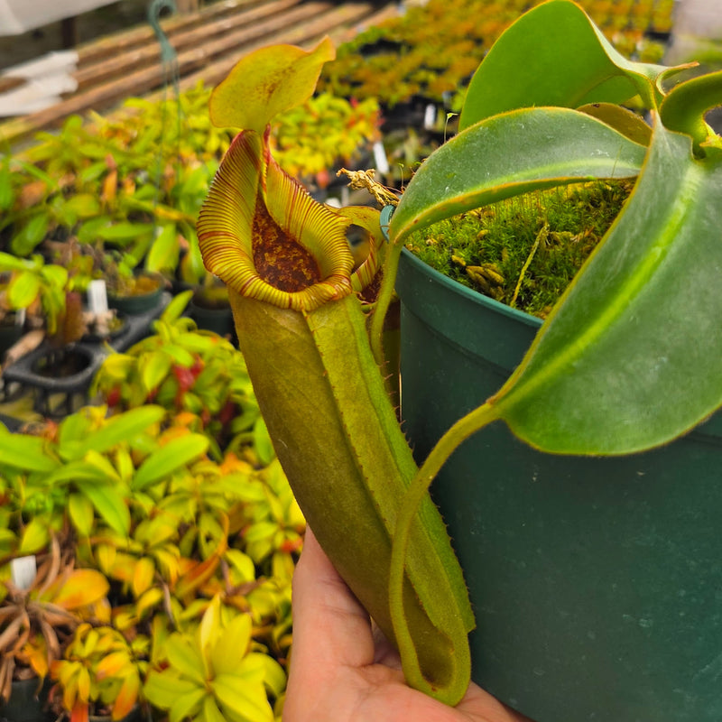 Nepenthes Vital Beast