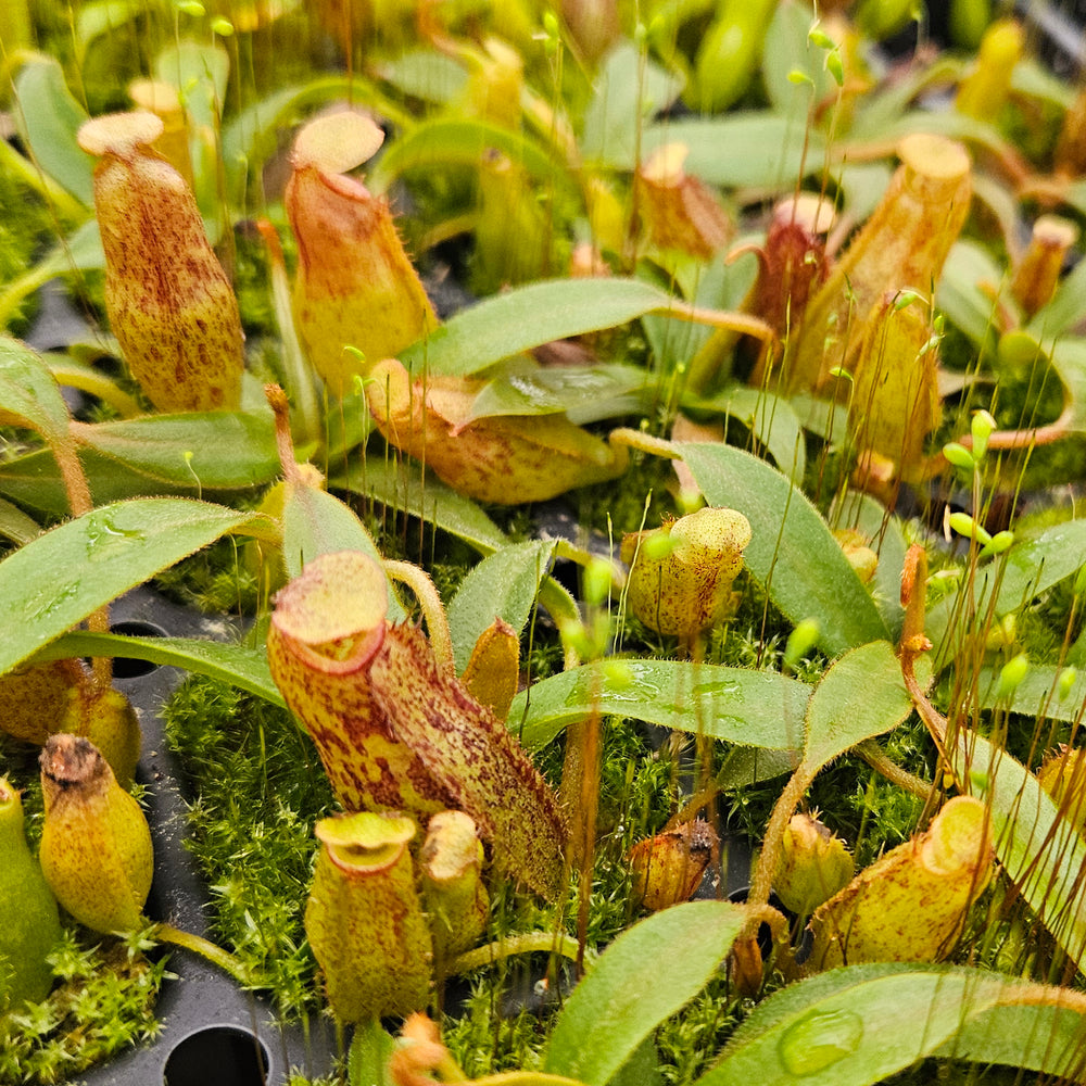 Nepenthes Vivid Angel