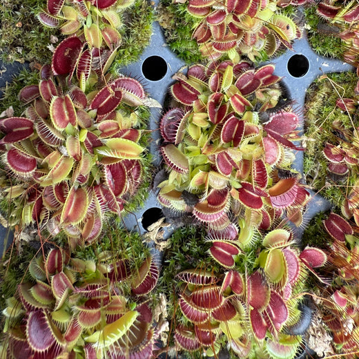 Cluster of Venus flytraps in a potting tray with soil.