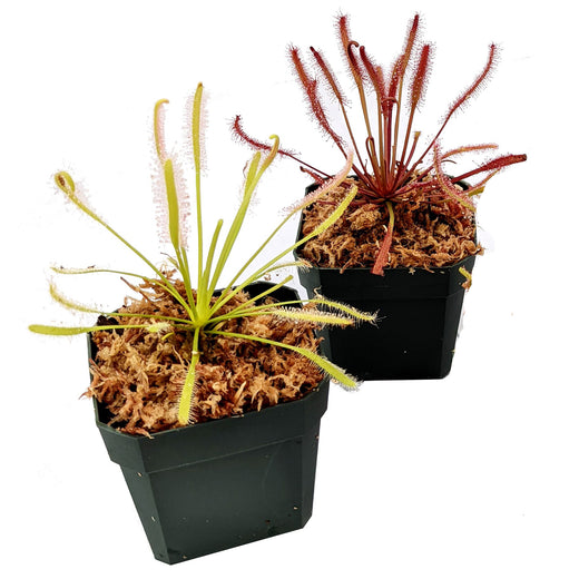 Cape Sundew (Drosera capensis) Variety Bundle