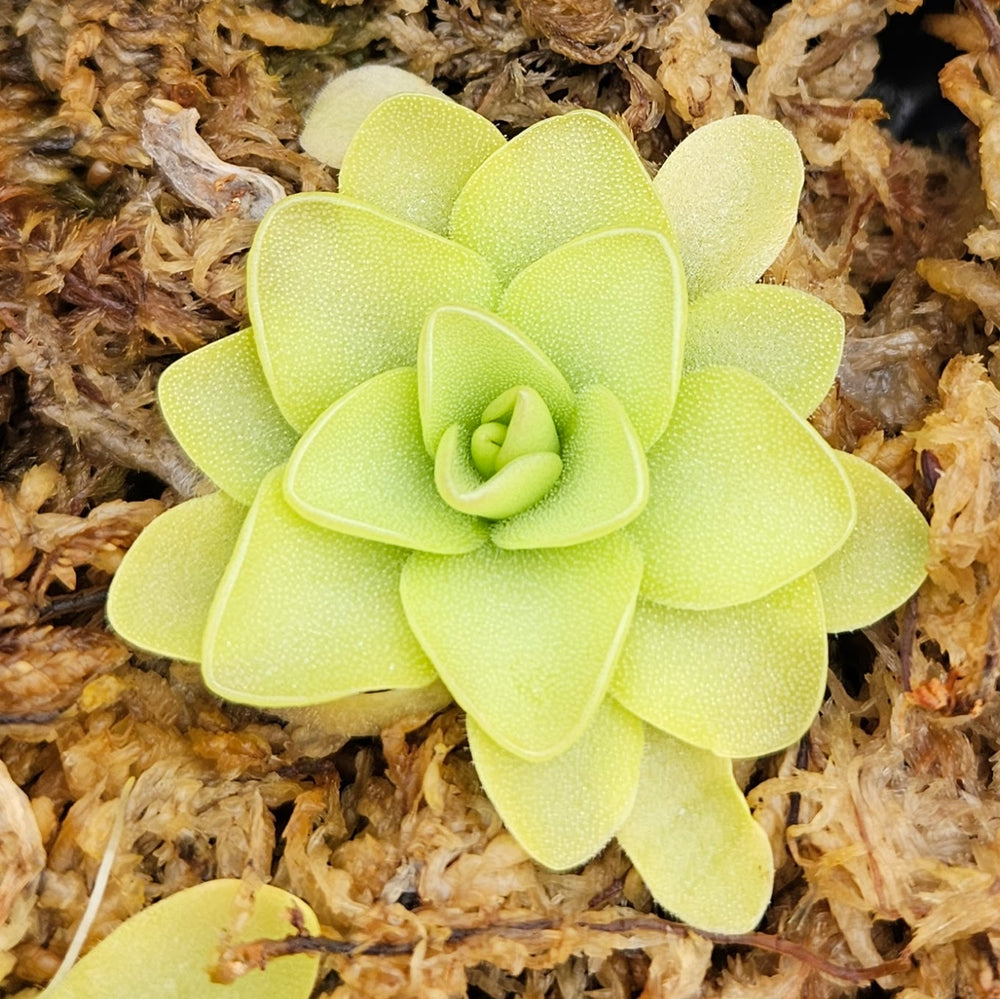 is butterwort a succulent All-Star Butterwort (Pinguicula) Bundle