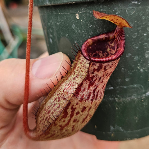 Nepenthes Prince of Battle