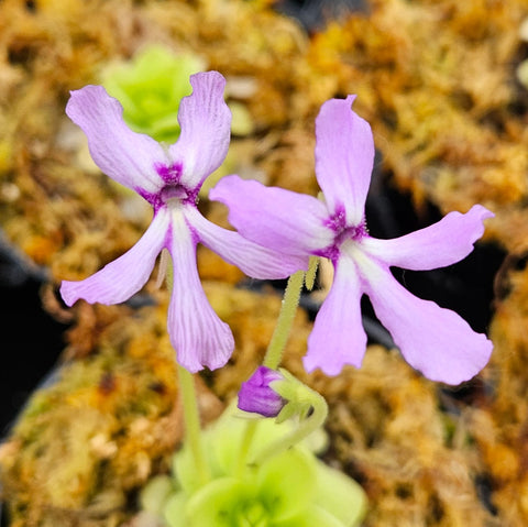 Pinguicula rectifolia