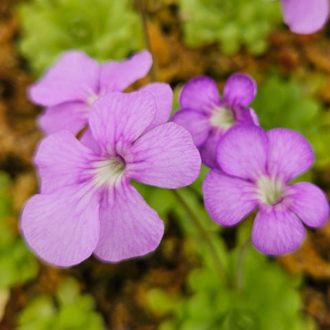 Pinguicula jaumavensis x cyclosecta