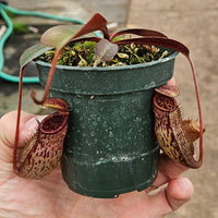 Nepenthes Prince of Battle