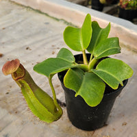 Nepenthes truncata Specimen - Seed Grown Titan's Tower