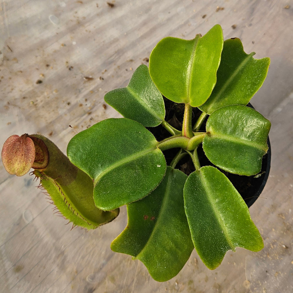 Nepenthes truncata Specimen - Seed Grown Titan's Tower