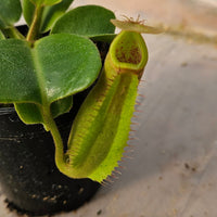 Nepenthes truncata Specimen - Seed Grown Titan's Tower