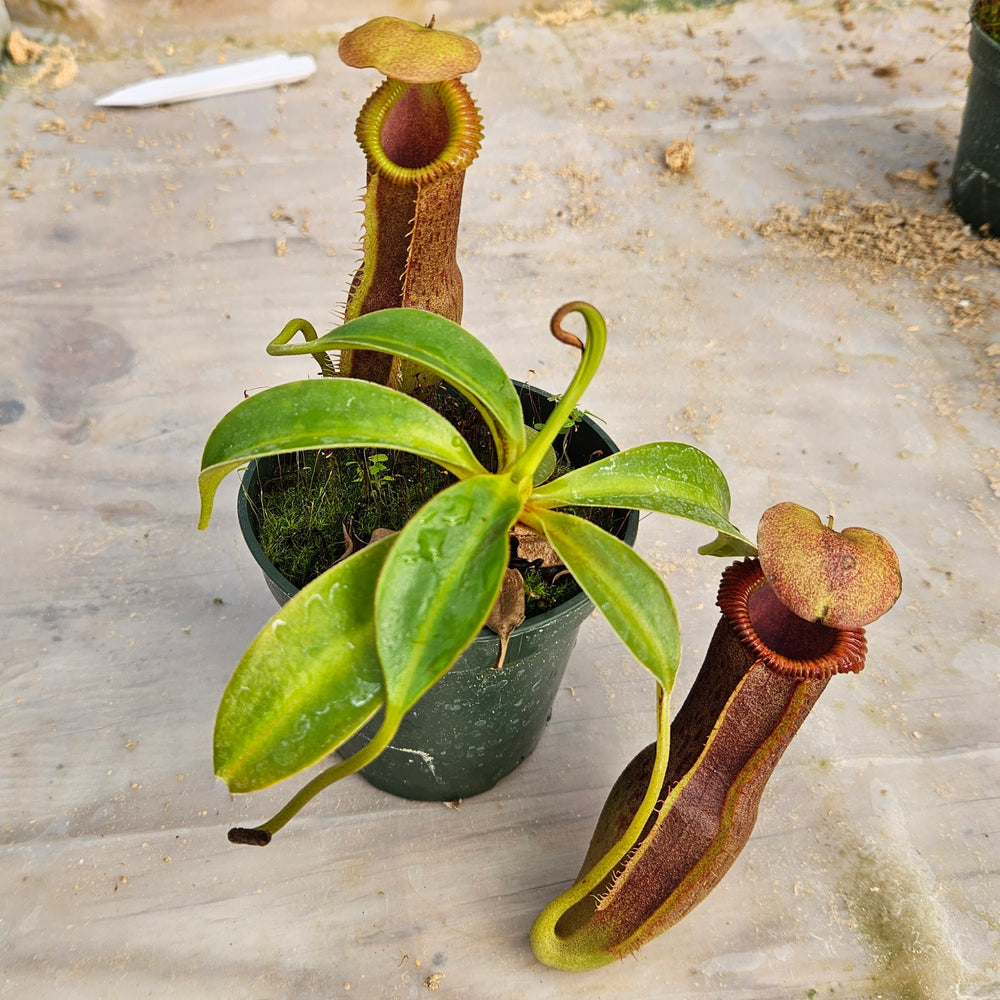 Nepenthes Stoic Emperor Specimen - N. spathulata x edwarsiana
