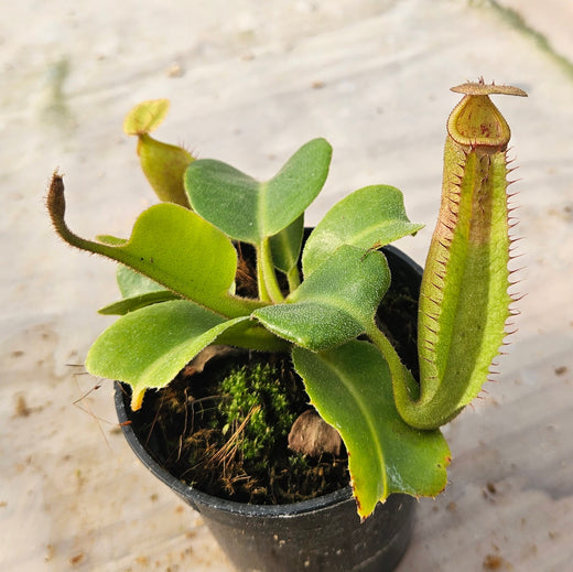 Nepenthes truncata Specimen - Seed Grown Titan's Tower