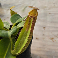 Nepenthes truncata Specimen - Seed Grown Titan's Tower